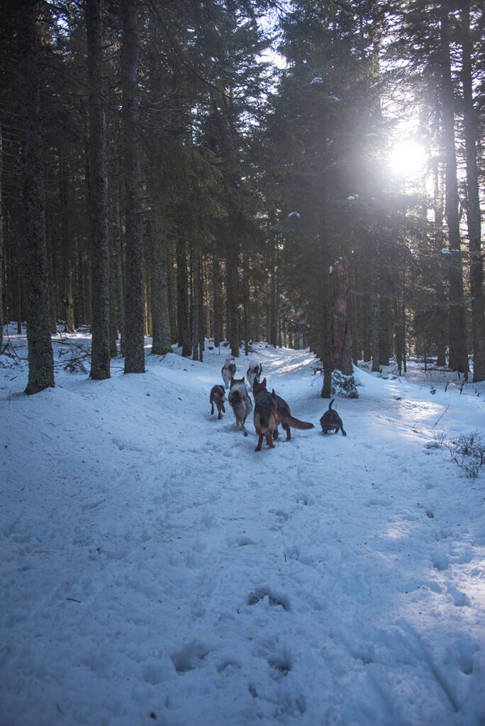 Balade de chiens pendant une pension familiale