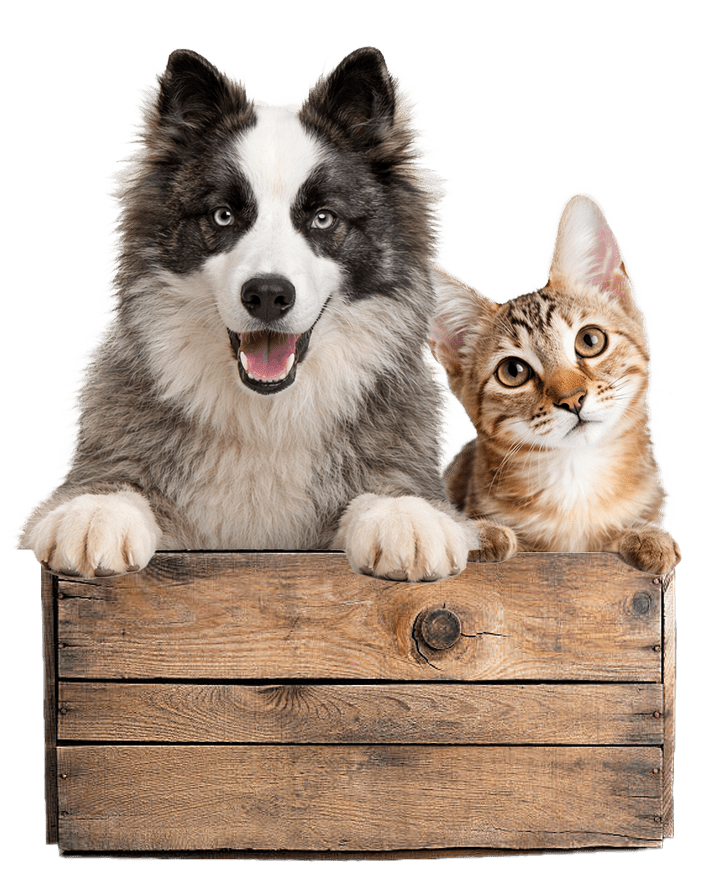 Pension et visites pour chien et chat à Monthieux dans l’Ain