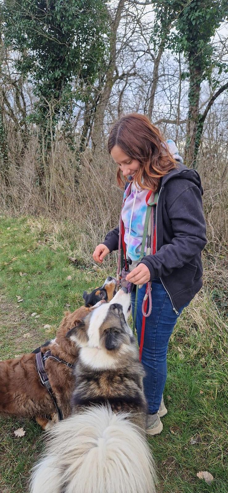 Chiens en balade pendant leur séjour en pension canine