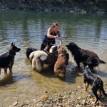 Chiens en balade pendant la pension familiale