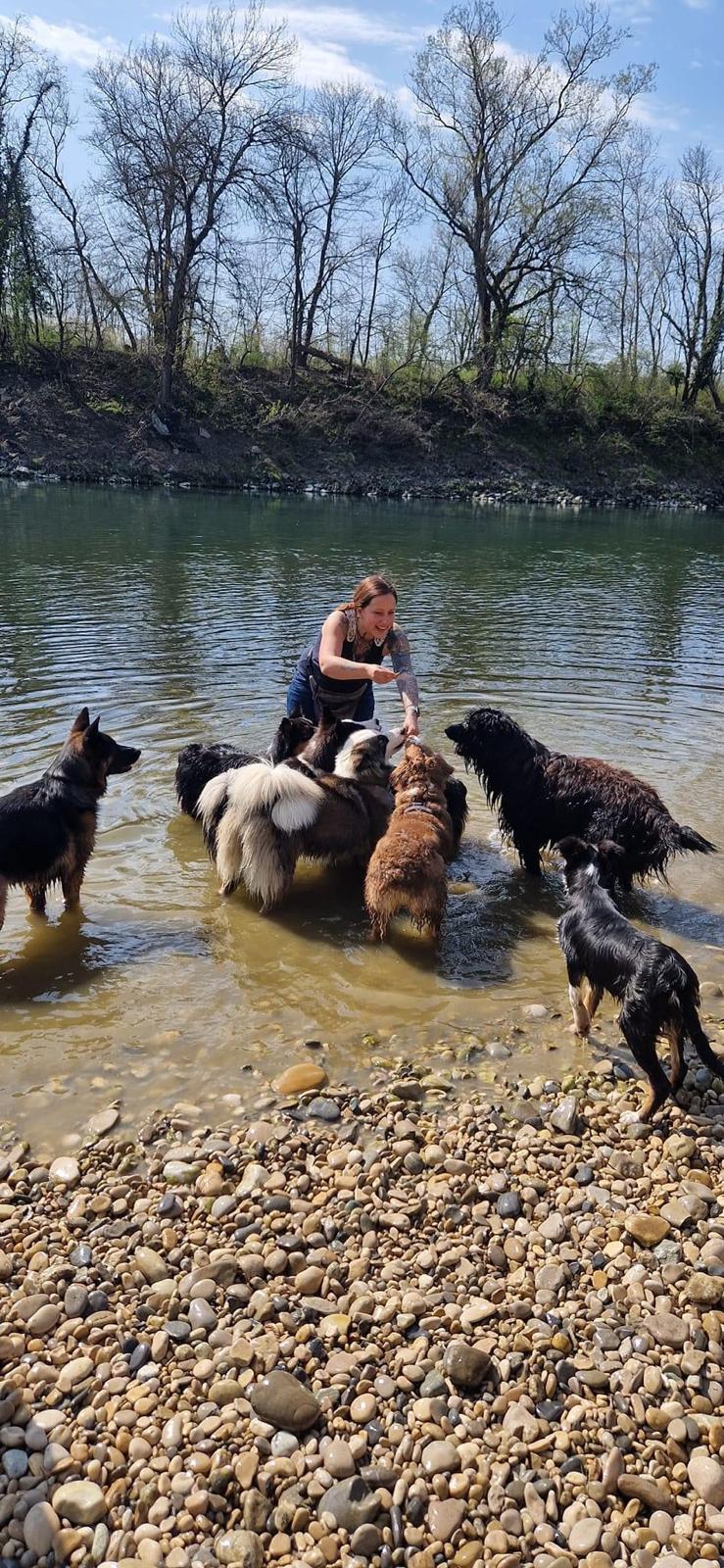 Chiens en balade pendant la pension familiale