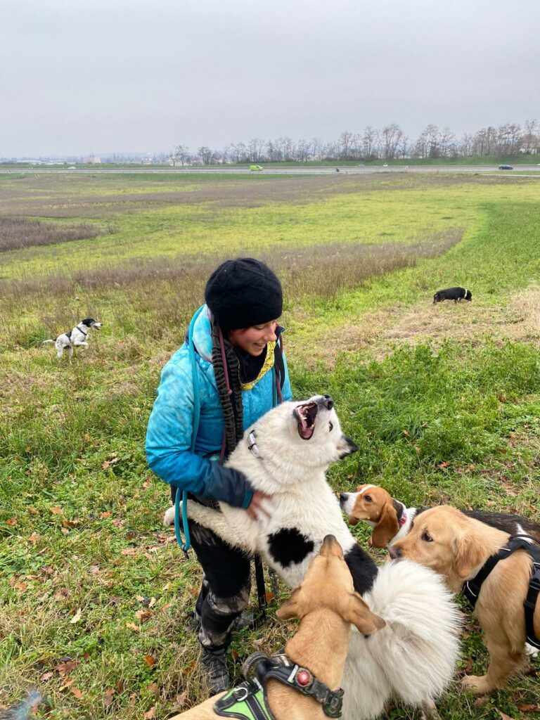 Chiens en balade pendant leur séjour en pension canine
