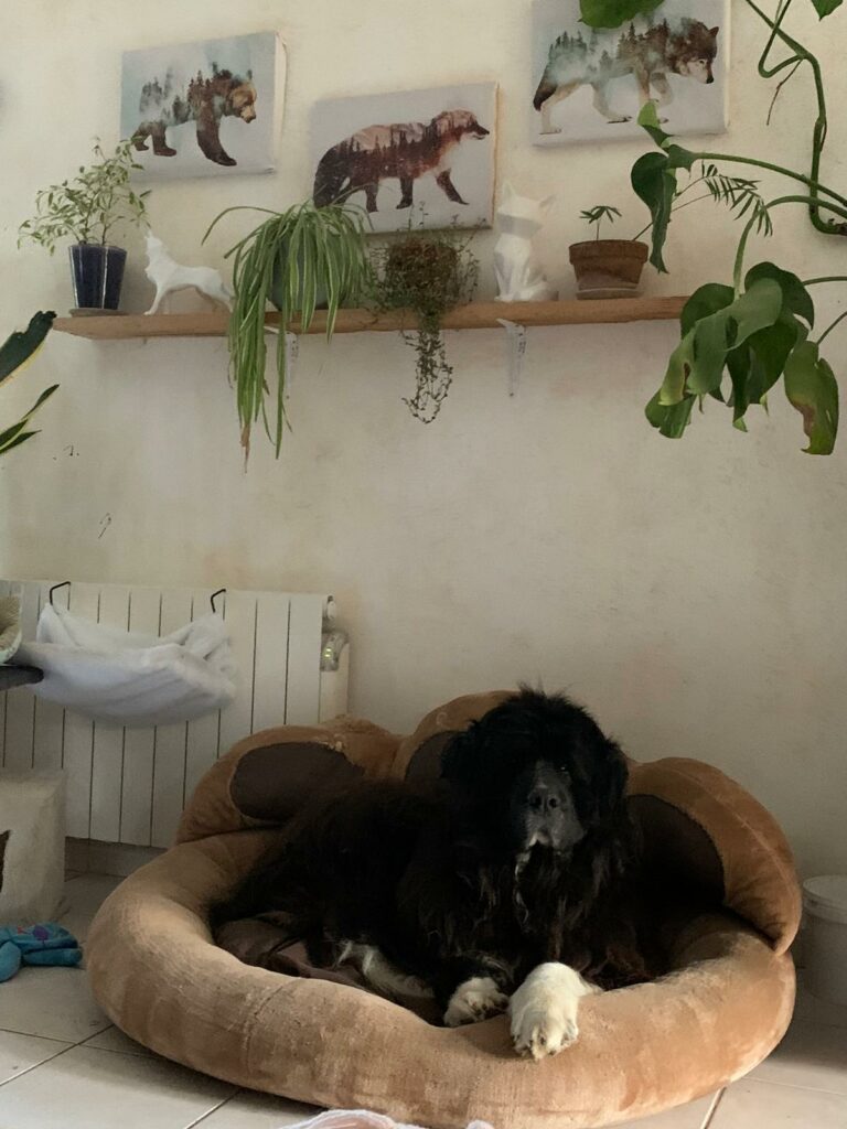 Pension canine familiale sans box à Monthieux, balades quotidiennes et visites à domicile pour chiens près de Trévoux, Villefranche et nord de Lyon.