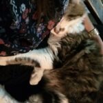 Pension familiale pour chiens et NAC, visites chats à domicile à Monthieux, dans l’Ain, au nord de Lyon, près de Trévoux et Villefranche.
