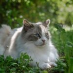 Pension familiale pour chiens et NAC, visites chats à domicile à Monthieux, dans l’Ain, au nord de Lyon, près de Trévoux et Villefranche.