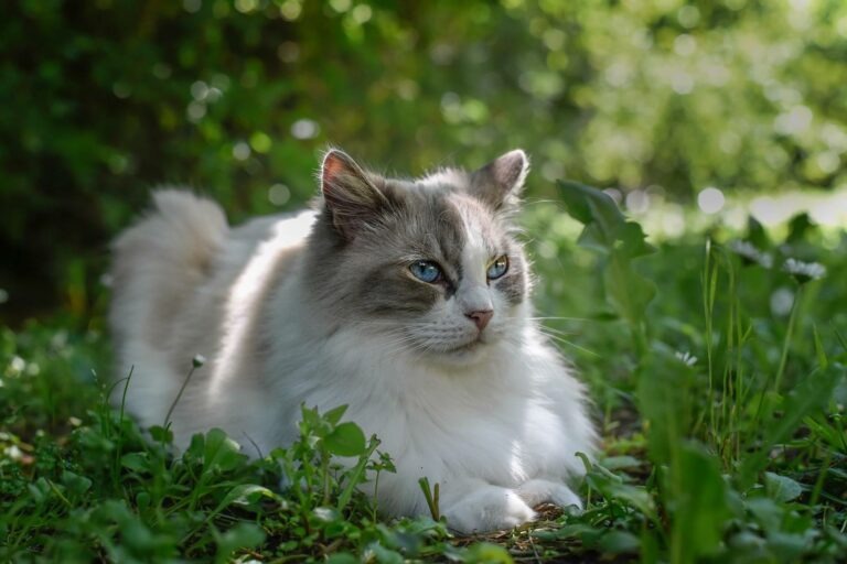 Pension familiale pour chiens et NAC, visites chats à domicile à Monthieux, dans l’Ain, au nord de Lyon, près de Trévoux et Villefranche.