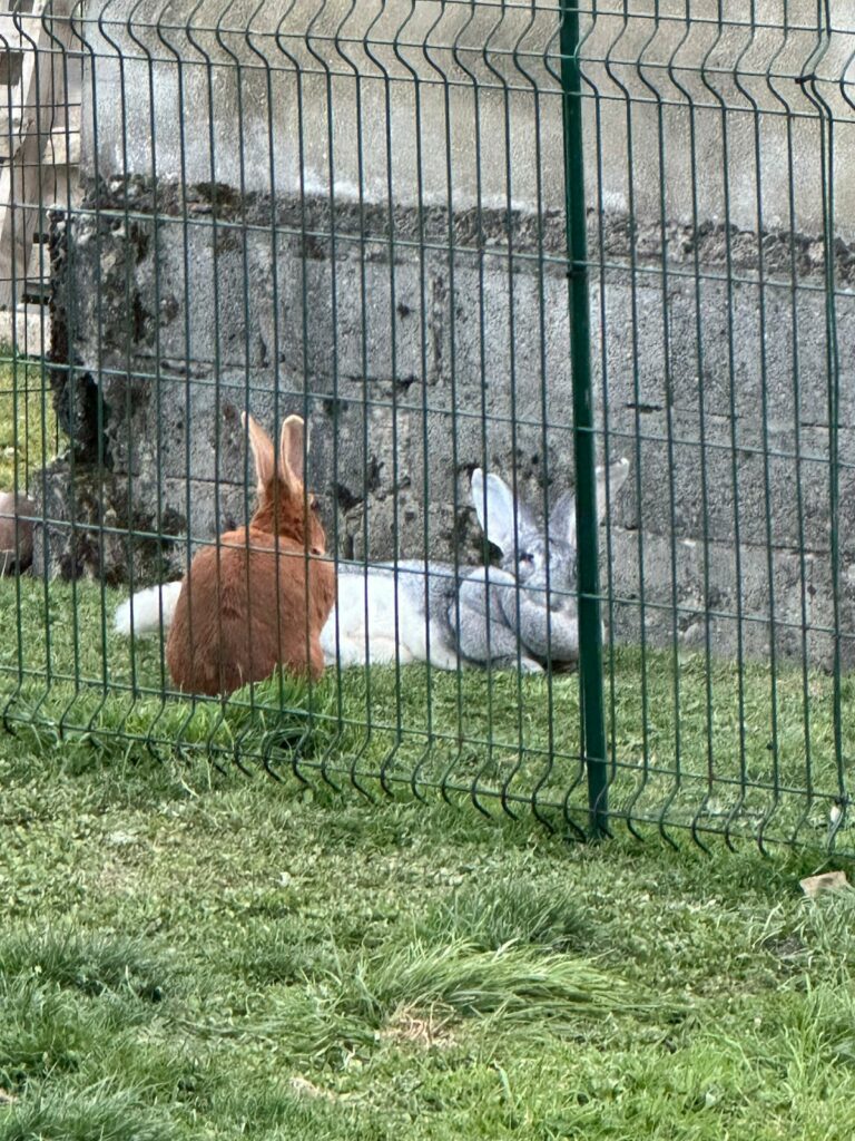 Garde de NAC et petits animaux près de Trévoux