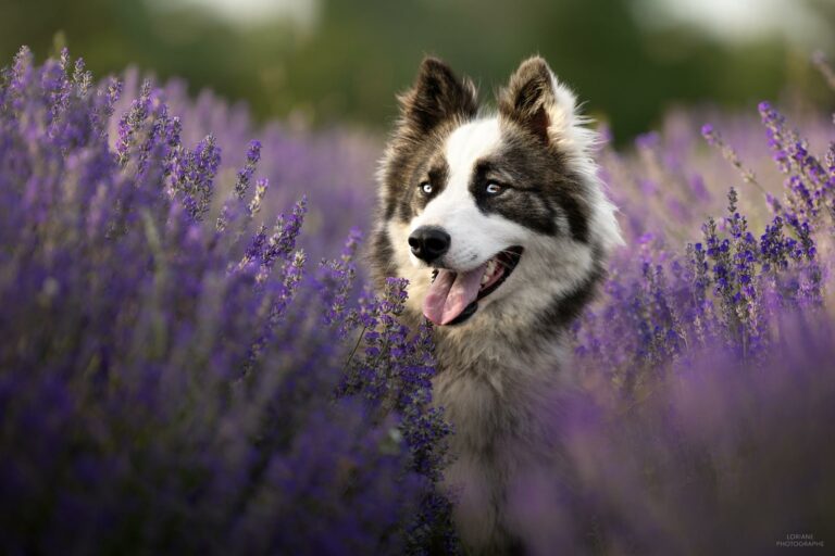 Pension canine familiale sans box à Monthieux, balades quotidiennes et visites à domicile pour chiens près de Trévoux, Villefranche et nord de Lyon.