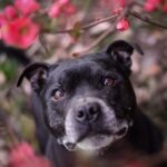 Pension familiale pour chiens et NAC, visites chats à domicile à Monthieux, dans l’Ain, au nord de Lyon, près de Trévoux et Villefranche.