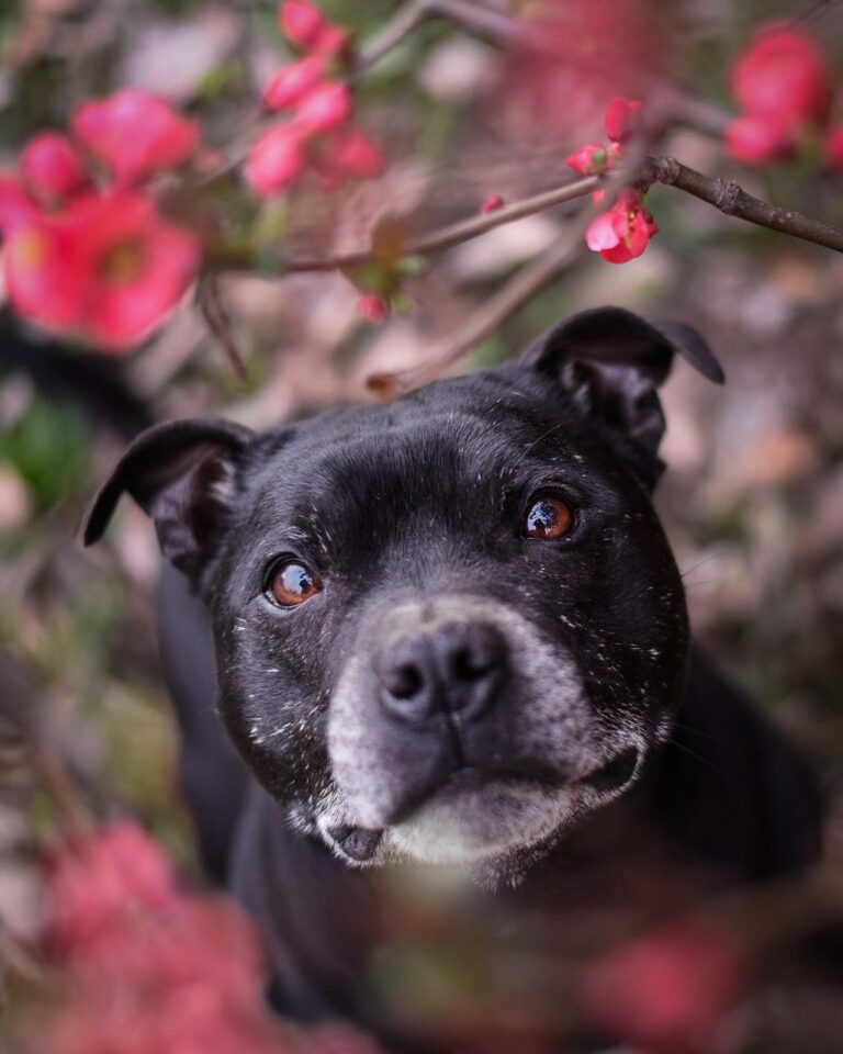 Pension familiale pour chiens et NAC, visites chats à domicile à Monthieux, dans l’Ain, au nord de Lyon, près de Trévoux et Villefranche.