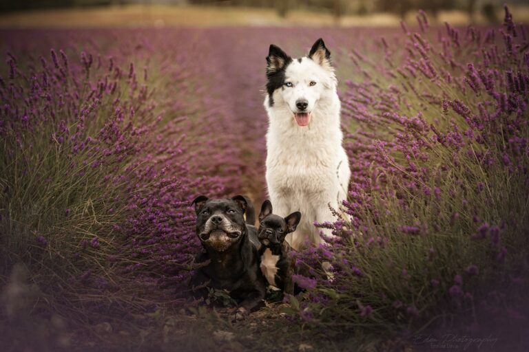 Chiens en balade pendant leur séjour en pension canine