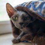 Chat accompagné à domicile pendant l’absence de ses propriétaires