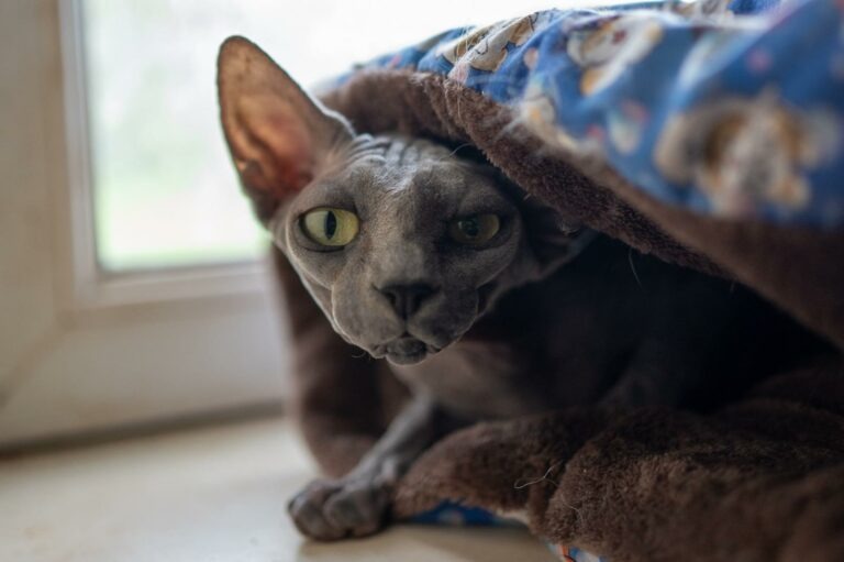 Chat accompagné à domicile pendant l’absence de ses propriétaires