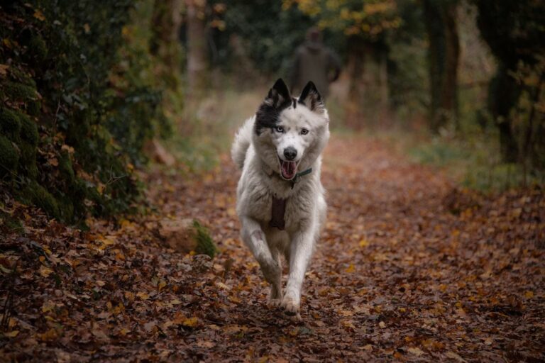 Chiens en balade pendant leur séjour en pension canine