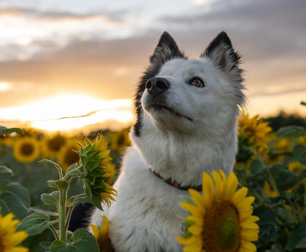 Accompagnement bien-être animal et garde de chien dans l’Ain