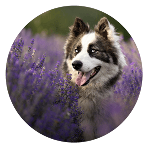 Accompagnement bien-être animal et garde de chien dans l’Ain
