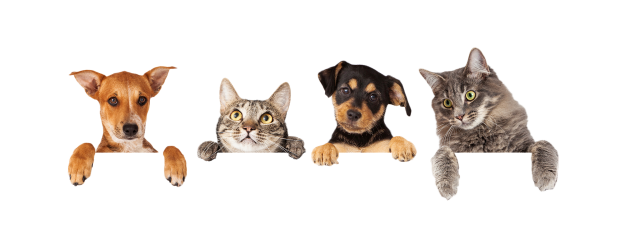 Contact Bonnes pattes de l’Ain pour pension et visites animaux