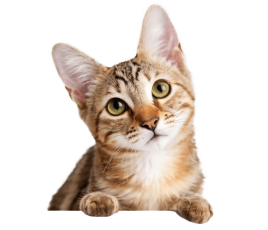 Visites à domicile pour chats à Monthieux et alentours : nourrissage, litière, jeux, médicaments et nouvelles régulières près de Trévoux et Villefranche.