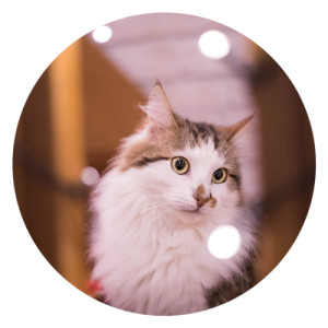Chat accompagné à domicile près de Monthieux