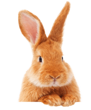 Pension NAC à Monthieux pour lapin et petits animaux